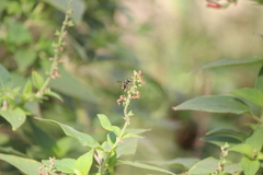 Ancistrocerus bustamente