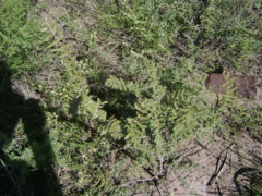 Plectrocarpa tetracantha