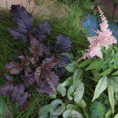 Astilbe thunbergii