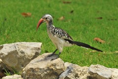 Tockus damarensis