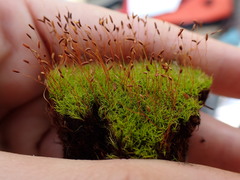 Distichium inclinatum