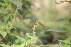 Ancistrocerus bustamente