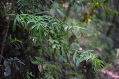 Podocarpus matudae