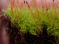 Distichium inclinatum