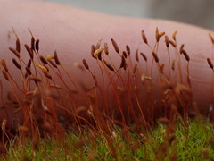 Distichium inclinatum