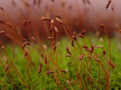 Distichium inclinatum