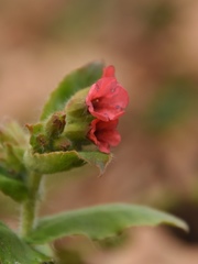 Pulmonaria rubra