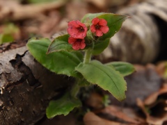 Pulmonaria rubra