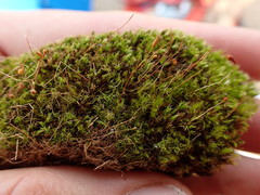 Leptobryum pyriforme