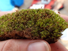 Leptobryum pyriforme
