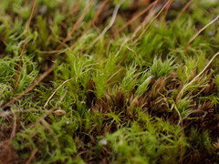 Leptobryum pyriforme