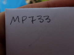 Leptobryum pyriforme