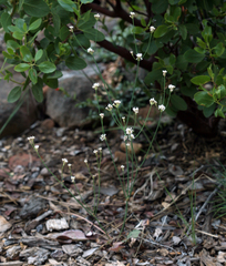 Eriogonum nudum nudum