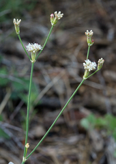 Eriogonum nudum nudum