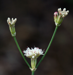 Eriogonum nudum nudum