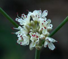 Eriogonum nudum nudum