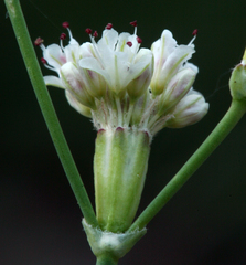Eriogonum nudum nudum