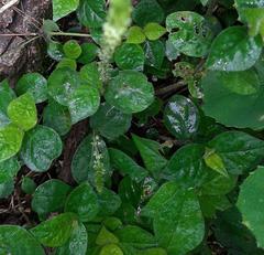 Cyathula achyranthoides