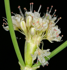 Eriogonum nudum nudum