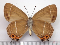 Neozephyrus japonicus