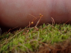 Leptobryum pyriforme