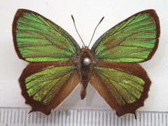 Neozephyrus japonicus