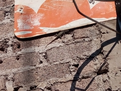 Sceloporus grammicus microlepidotus