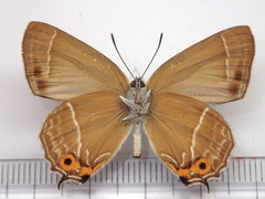 Neozephyrus japonicus