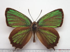 Neozephyrus japonicus