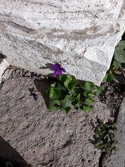 Viola odorata