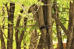 Phoeniculus damarensis