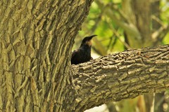 Phoeniculus damarensis