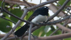 Rhipidura leucophrys