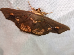 Lopharthrum comprimens