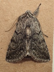 Pleromelloida conserta