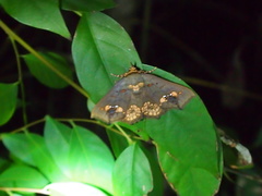 Lopharthrum comprimens