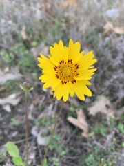 Coreopsis nuecensis