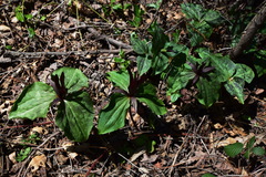 Trillium kurabayashii