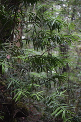 Podocarpus matudae