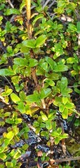 Coprosma crenulata