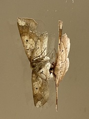 Euchlaena amoenaria