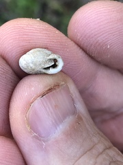 Inflectarius inflectus