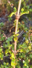 Coprosma crenulata