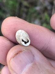 Inflectarius inflectus