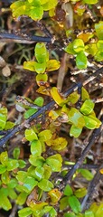 Coprosma crenulata