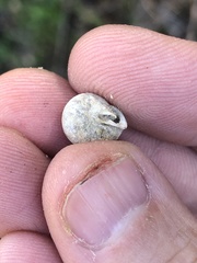 Inflectarius inflectus