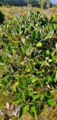 Brachyglottis buchananii