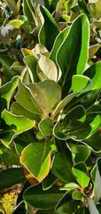 Brachyglottis buchananii