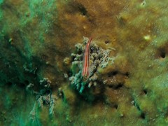Helcogramma striata