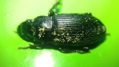 Carabidae